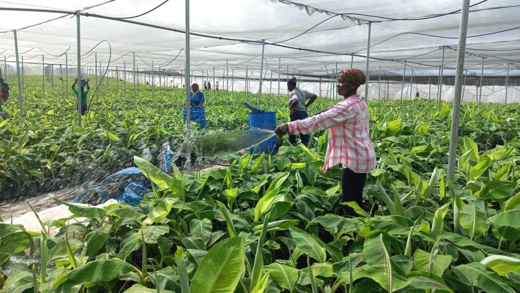 117 million plantain seedlings